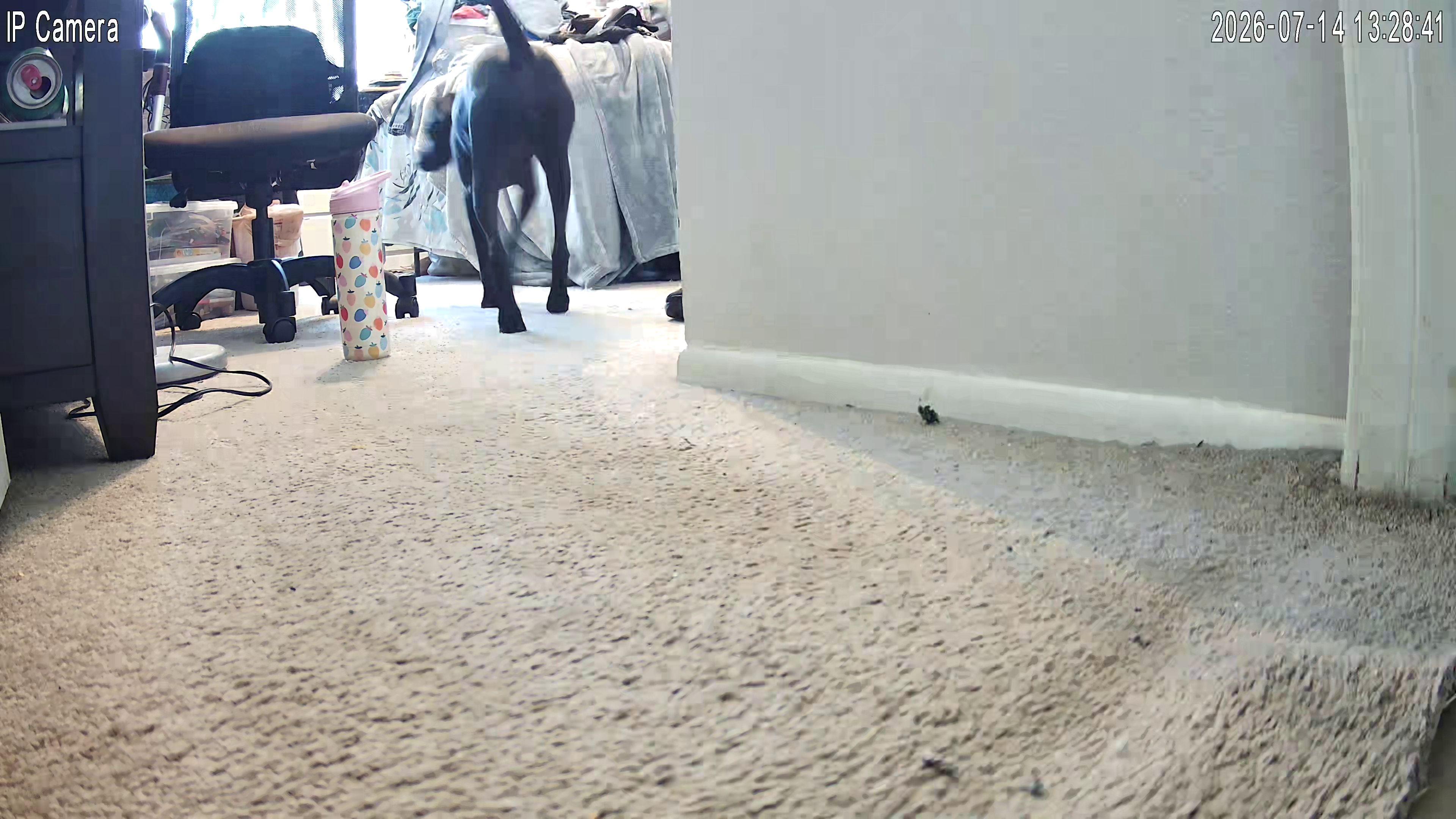 Mystery Cam